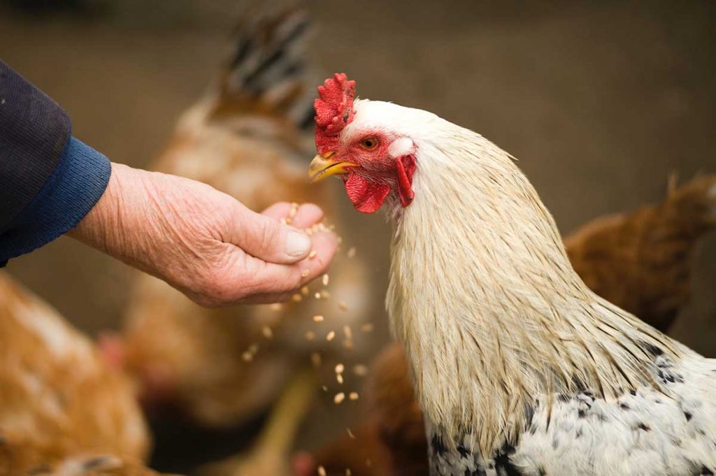 Coccidiocis Gallinas