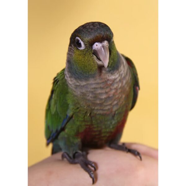 Comida para Agarpornis Minor 450gr PSITTACUS - Imagen 5