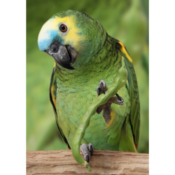 Comida para Loros Alta Proteína 3 kg PSITTACUS - Imagen 5