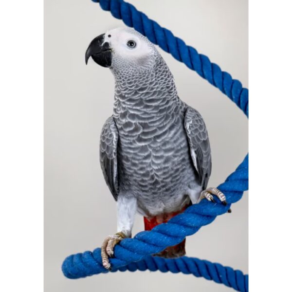 Comida para Loros Alta Energia 3 KG PSITTACUS - Imagen 5