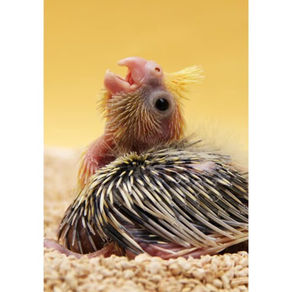 Papilla Mini Cría de psitácidas pequeñas Psittacus 1 kg - Imagen 4